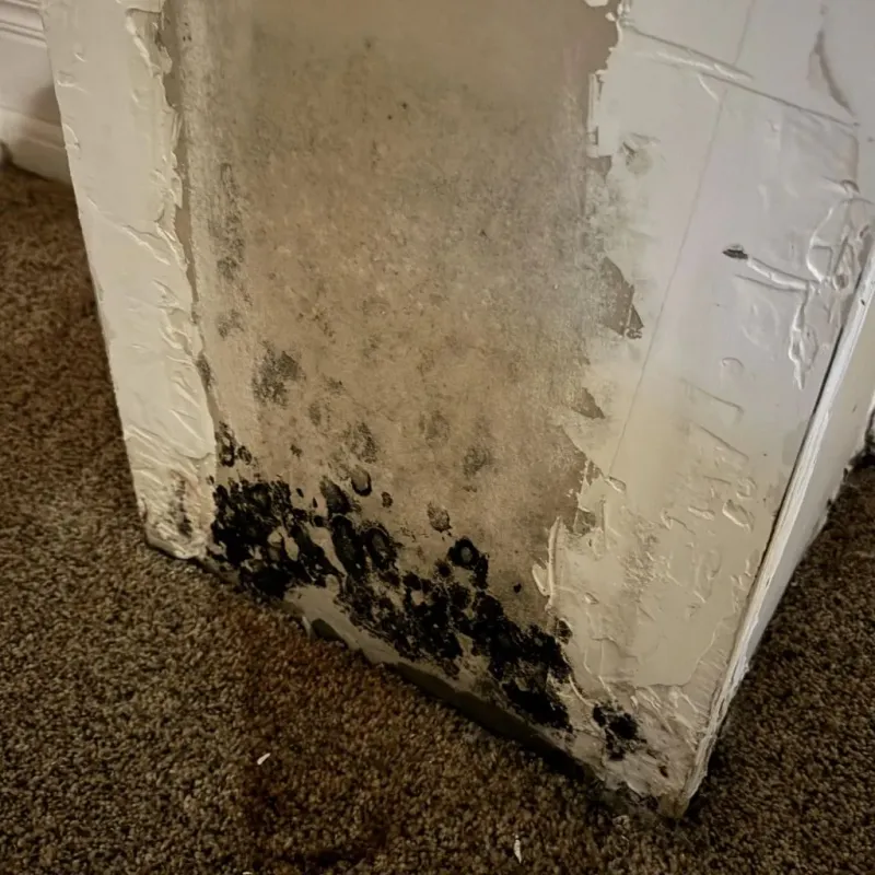 Professional Mold Removal in Monteagle, TN
